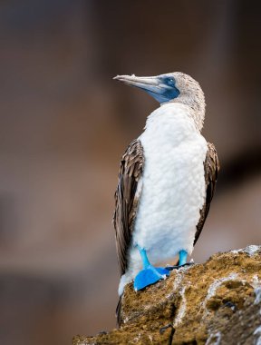 Galapagos 'un kayalıklarında mavi ayaklı sümsük kuşu