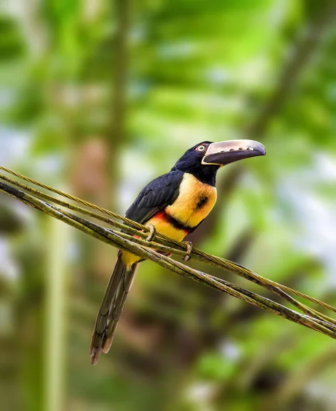 Collared Aracari Σκαρφαλωμένο Ένα Κλαδί Δέντρου Στην Κόστα Ρίκα — Φωτογραφία Αρχείου