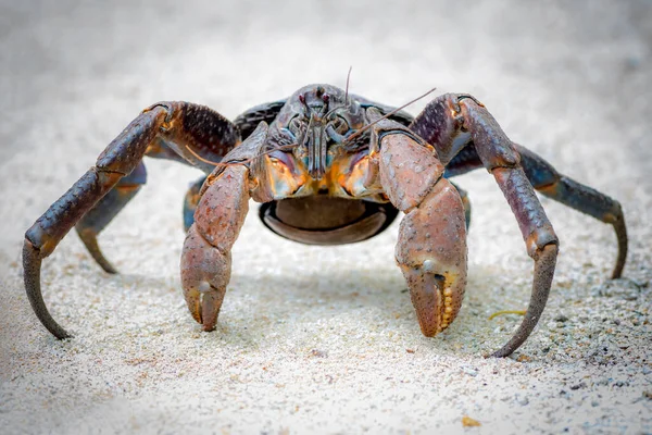 Coconut crabs are the world\'s largest terrestrial anthropods. They get their names from being able to open a coconut with their massive pincers (sometimes it takes them days). They are also called robber crabs because they will steal anything left un