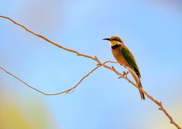 Canela Peito Abelha Comedor Uma Das Espécies Abelhas Encontradas Todo — Fotografia de Stock