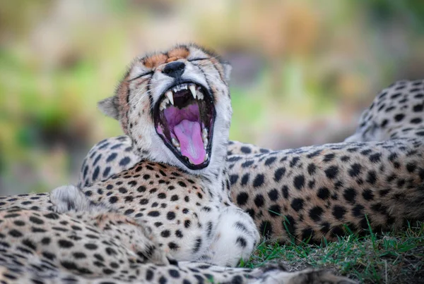 Cheetah Căscând Savannah Din Kenya Africa — Fotografie, imagine de stoc