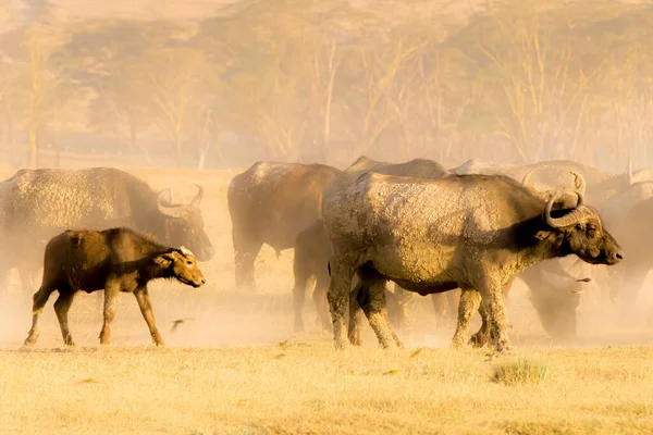 Cape Buffalolar Kenya Afrika Öğle Yemeği Için Otluyor — Stok fotoğraf