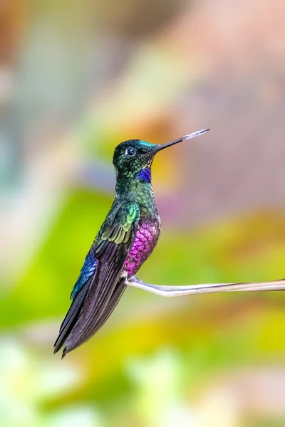 Colibri Front Étoilé Gorge Bleue Colombie — Photo