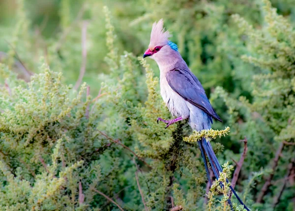 Blue Naped Mousebird Chantant Sur Arbre Kenya — Photo