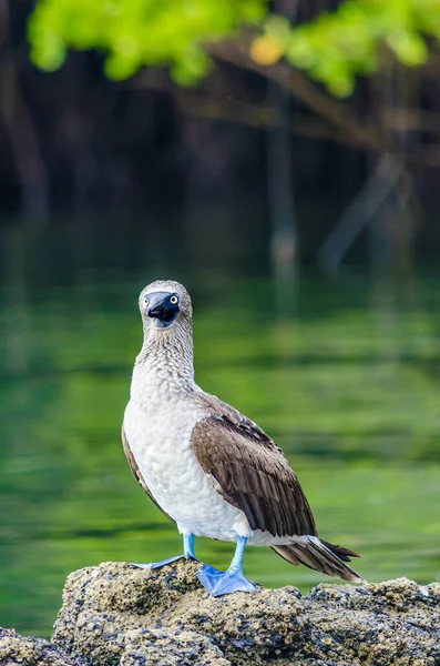 Blue Footed Booby Startled Humans Galapagos — Stock Photo, Image