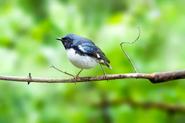 Paruline Bleue Gorge Noire Chantant Son Compagnon Dans Marais Magee — Photo