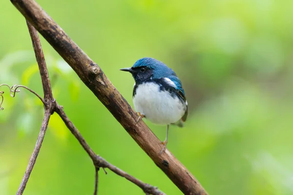Black Throated Blue Warbler Cantando Para Seu Companheiro Magee Marsh — Fotografia de Stock