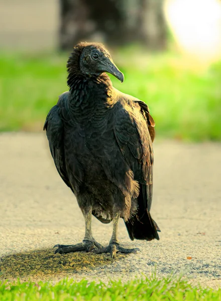 Avvoltoio Nero Attesa Scavenge Cena — Foto Stock