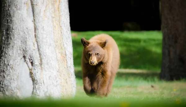 Чорний Ведмідь Дитина Йде Маминого Ведмедя — стокове фото