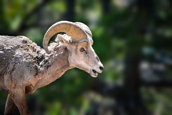 Big Horn Sheep Almost Looking Statue — Stock Photo, Image