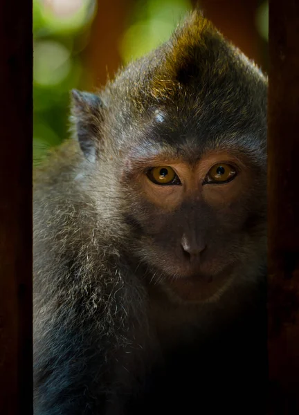 Balijské Opice Dlouhým Ocasem Bali Indonesia — Stock fotografie