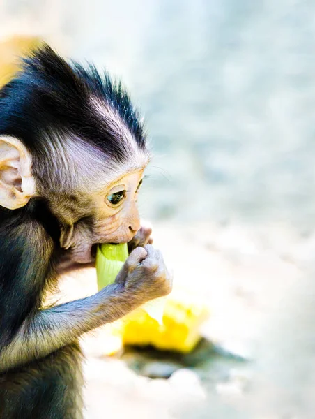 Balijské Opice Dlouhým Ocasem Dítě Těší Odpolední Svačinu — Stock fotografie
