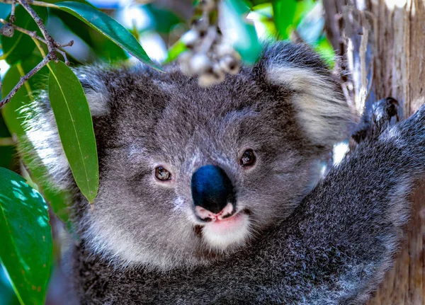 Bebek Koala okaliptüs ağacında