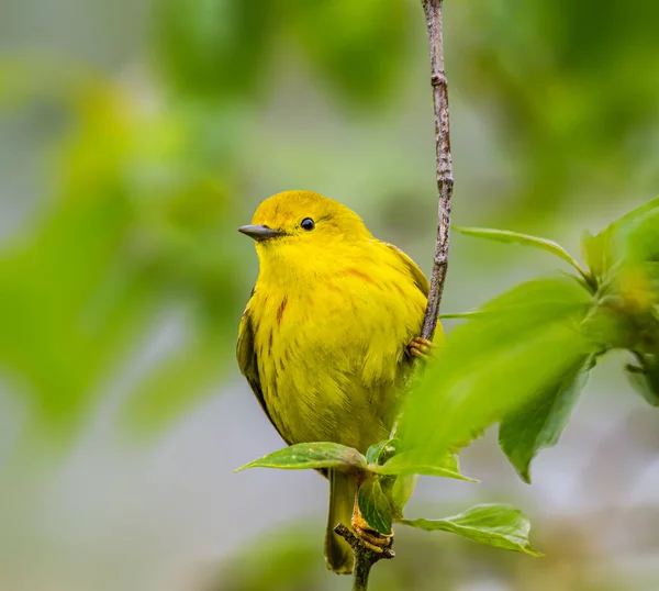 American Yellow Warbler Empoleirado Uma Filial Magee Marsh — Fotografia de Stock