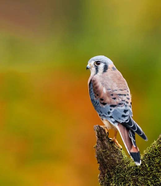 American Kestrel Empoleirado Uma Árvore Morta Durante Outono — Fotografia de Stock