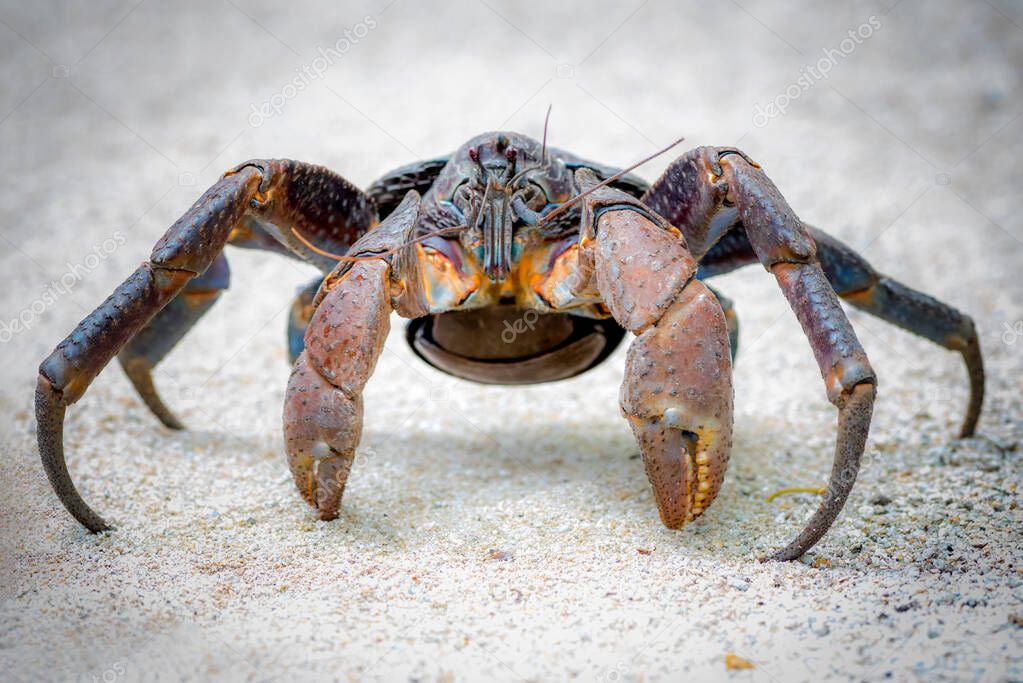 Coconut crabs are the world's largest terrestrial anthropods. They get their names from being able to open a coconut with their massive pincers (sometimes it takes them days). They are also called robber crabs because they will steal anything left un