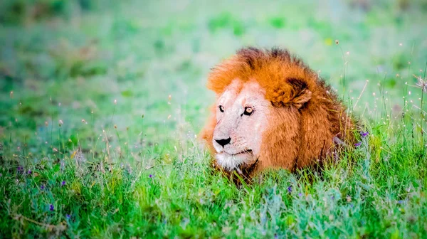 Leão Sentado Grama Savana — Fotografia de Stock