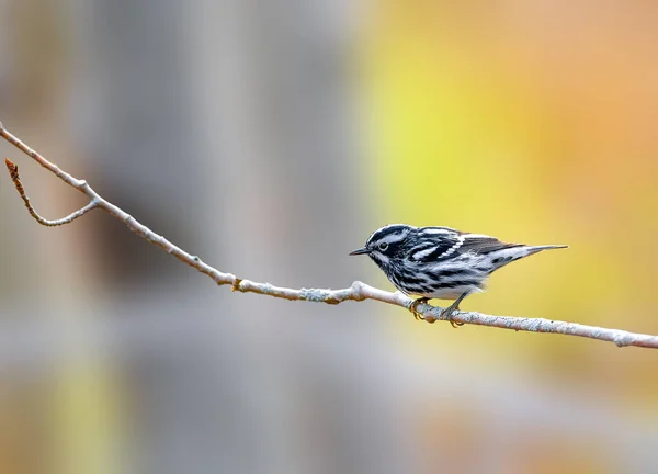 Siyah beyaz Warbler bir dala oturmuş