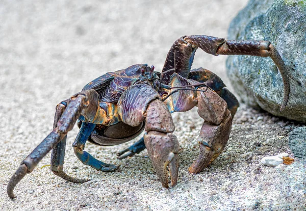 Kokosový krab v malém ostrovním státě Vanuatu — Stock fotografie