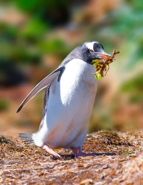 Gentoo Penguin arbetar hårt med att bygga ett bo — Stockfoto