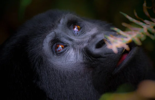 Berggorilla im undurchdringlichen Bwindi-Wald in Uganda — Stockfoto