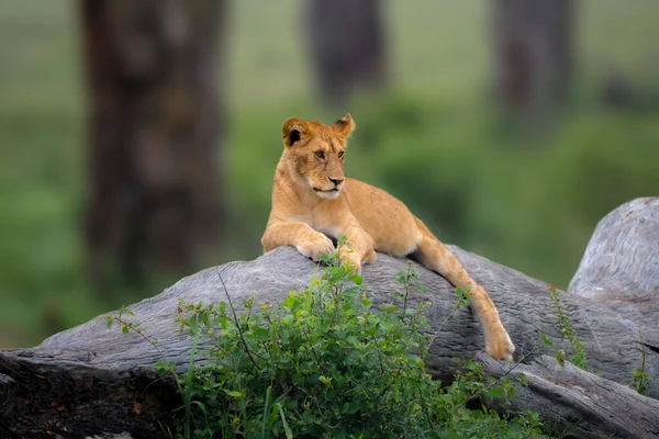 Tree climbing lion cub sitting on a limb — Stock Photo, Image