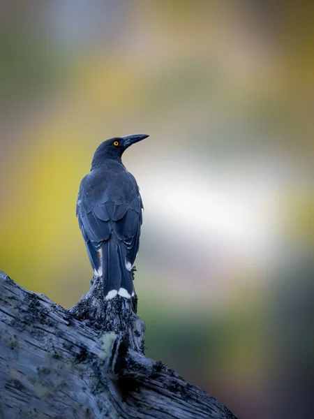 Pied Currawong sentado em uma árvore na Austrália — Fotografia de Stock