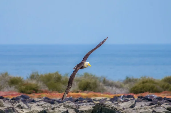 Ondeggiava Albatross facendo un drive da sopra di me — Foto Stock