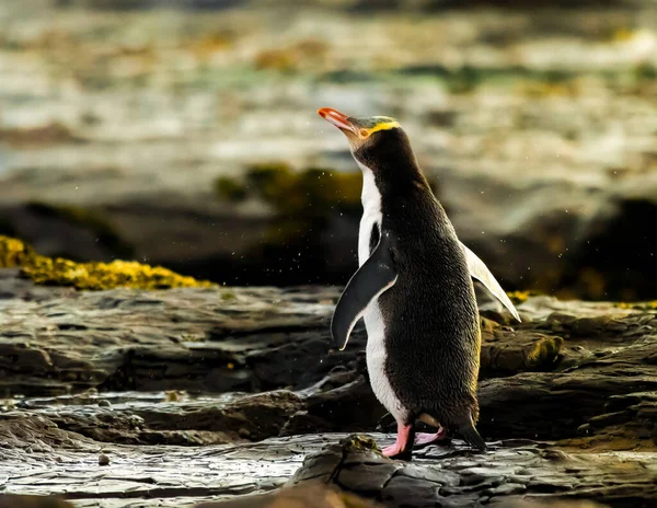 Sarı Gözlü Penguen Yeni Zelanda 'da gün batımında