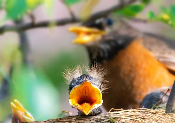 Amerikalı bebek Robin 'in fotoğrafı. Atıştırmalık bir şeyler bekliyor. Yavru kuşa odaklı.