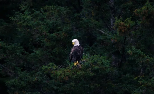 Foto American Bald Eagle Con Enfoque Selectivo Pájaro — Foto de Stock