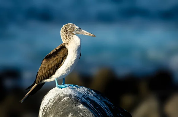 Photo Blue Footed Boobies One Three Booby Species Selective Focus — Stock Photo, Image