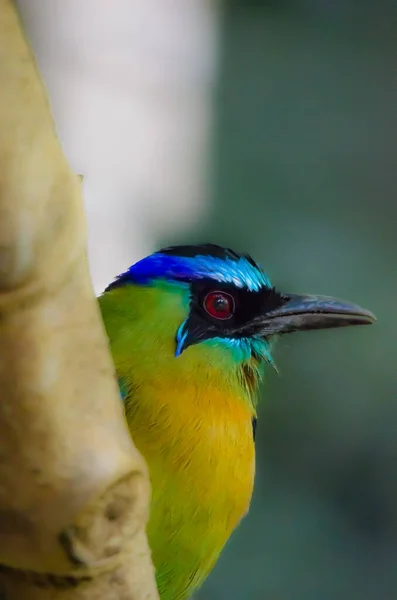 Kosta Rika 'da renkli yüzlü, kuş odaklı mavi taçlı bir motmot fotoğrafı.