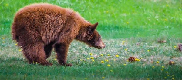 Cinnamon Colored Brown Bear Cub Винюхує Кульбаб Вибірковою Увагою Ведмедя — стокове фото