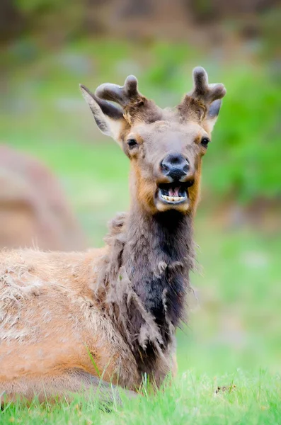 Photo Elk Alaska Molting Feeling Very Crabby Selective Focus Animal — Stock Photo, Image