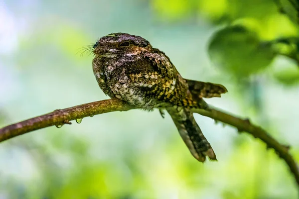 Foto Von Peitschenarmer Wille Der Sich Mit Selektivem Fokus Auf — Stockfoto