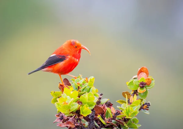 Ііві - зникаючий гавайський медоносний птах на дереві. — стокове фото