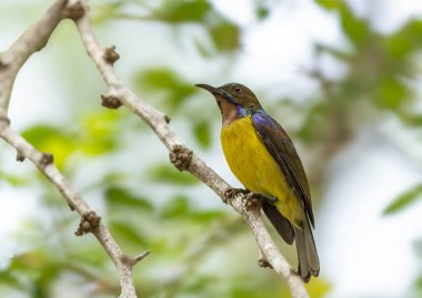 Kahverengi boğazlı güneş kuşu Bangkok Tayland 'da bir ağaca tünedi.
