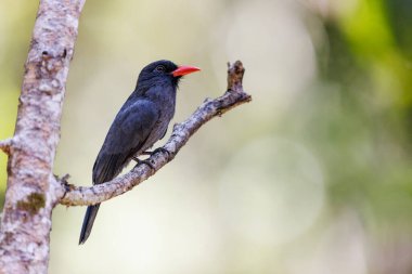 Siyah Önlü Kuş Peru 'da bir ağaca tünedi.