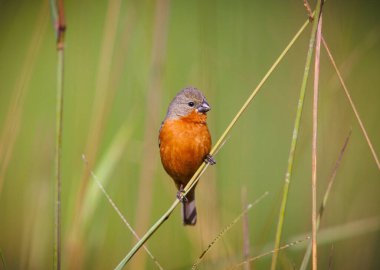 Kolombiya 'nın bataklıklarında yiyecek arayan lanet olası bir denizciydi.