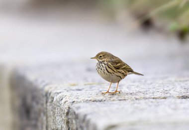 Meadow Pipit İrlanda 'da birkaç taş basamak arıyor.
