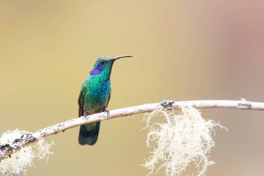 Kosta Rika 'da yosunlu bir dala tünemiş daha az Violetear