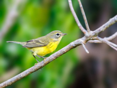 Prairie Warbler, Bahamalar 'da bir dala tünemişti.