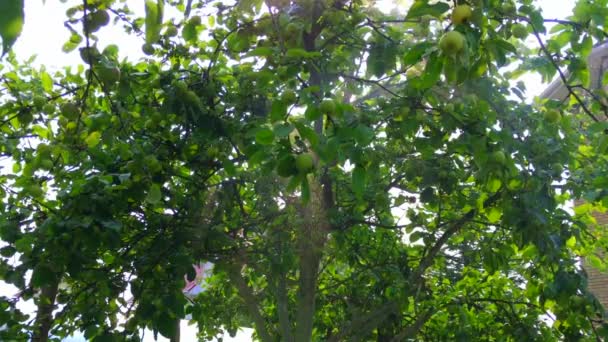 pomme, pluie d'été 