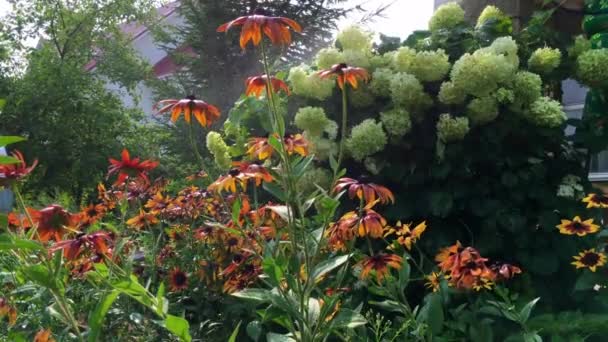 美丽的花朵和鲜艳的花朵在花园里 — 图库视频影像