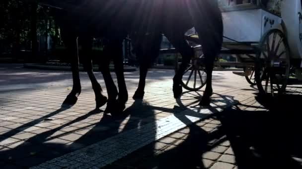 Transporte com cavalos — Vídeo de Stock