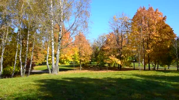 Осень, городской парк осенью, желтые листья — стоковое видео