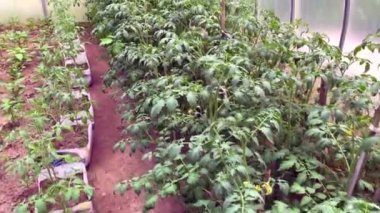 Sebze bahçesi, bahçe