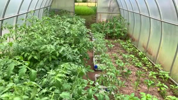 Ogród warzywny, ogród — Wideo stockowe