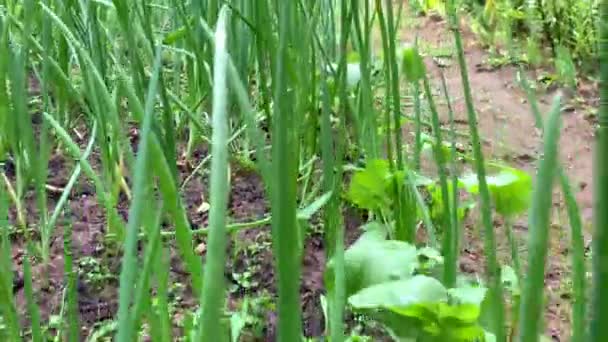 Zeleninová zahrada, zahrada — Stock video